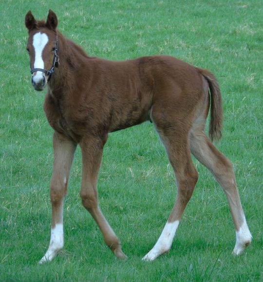 2024 filly by Showcasing